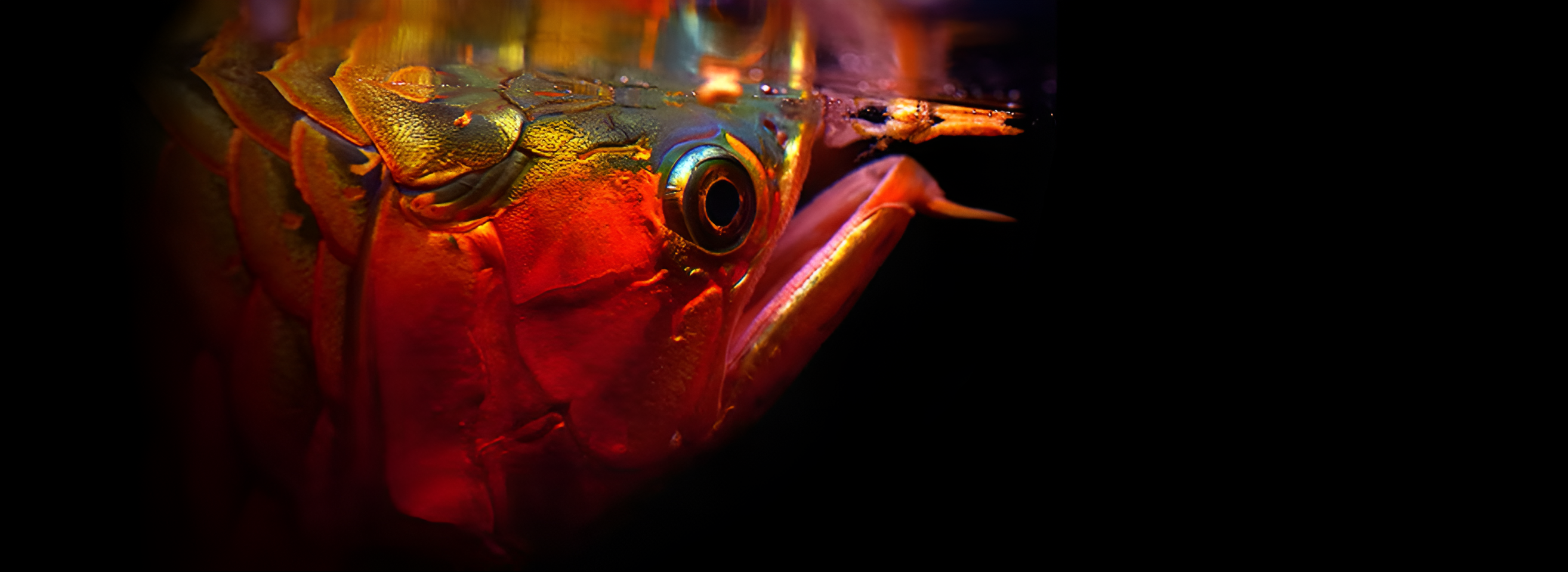 Ultra Colour Pro colourful Arowana fish
